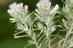 Annual trampweed